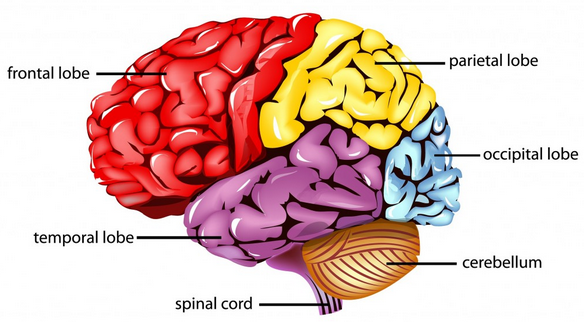 Detail Gambar Otak Beserta Fungsinya Nomer 5