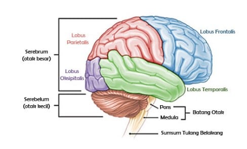 Detail Gambar Otak Beserta Fungsinya Nomer 7