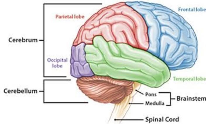 Detail Gambar Otak Manusia Dan Bagian Bagiannya Nomer 16