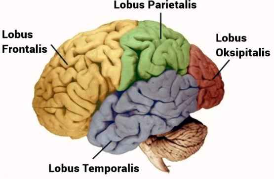 Detail Gambar Otak Manusia Dan Bagian Bagiannya Nomer 19