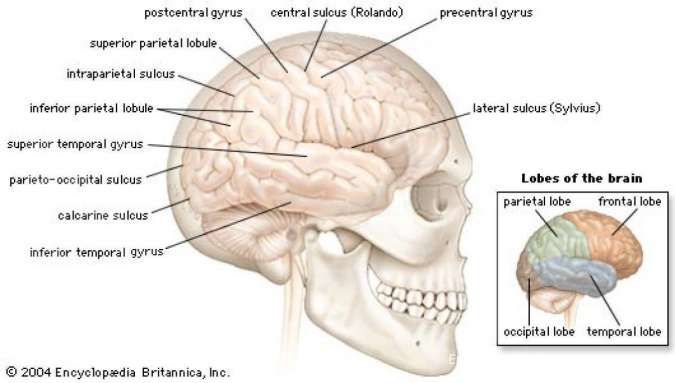Detail Gambar Otak Manusia Dan Bagian Bagiannya Nomer 23
