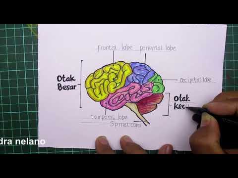 Detail Gambar Otak Manusia Dan Bagian Bagiannya Nomer 35