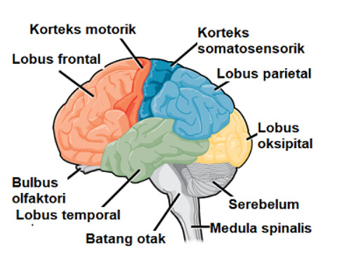 Detail Gambar Otak Manusia Dan Bagian Bagiannya Nomer 37