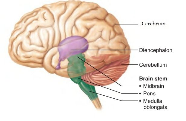 Detail Gambar Otak Manusia Dan Bagian Bagiannya Nomer 8
