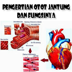 Detail Gambar Otot Dan Fungsinya Nomer 52