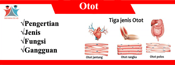 Detail Gambar Otot Dan Fungsinya Nomer 53