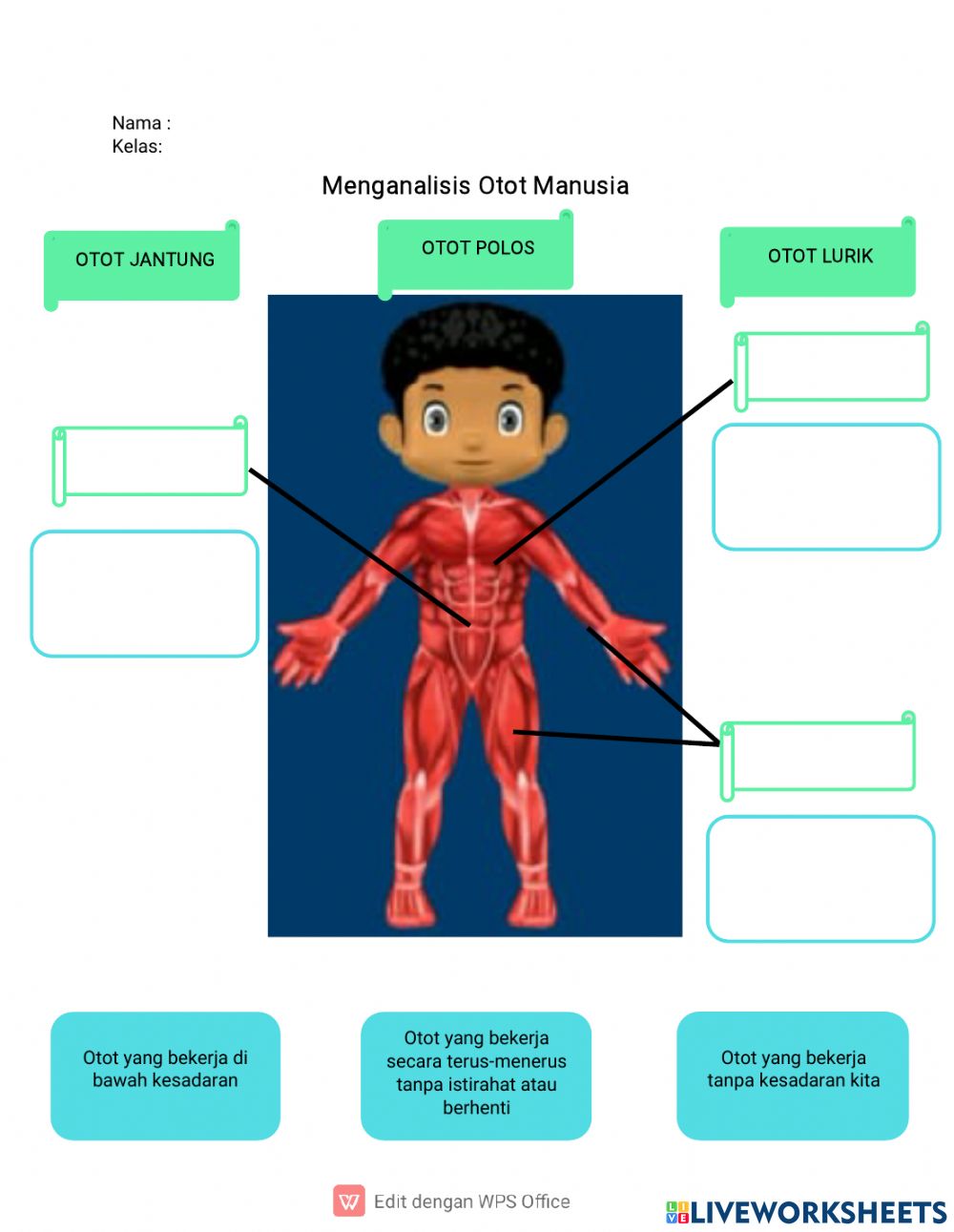 Detail Gambar Otot Manusia Nomer 29