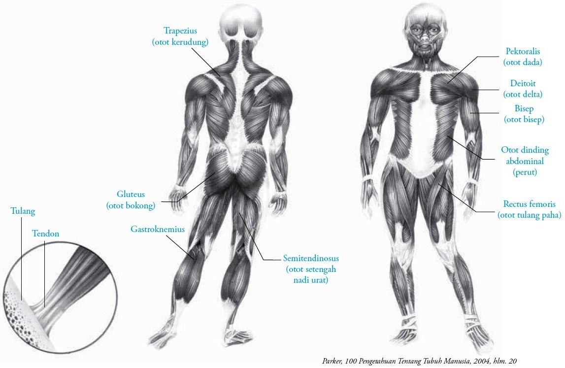 Detail Gambar Otot Manusia Nomer 33