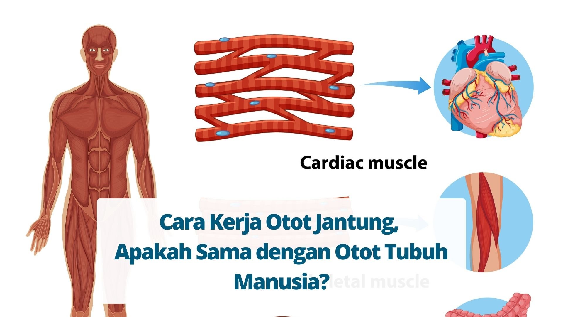 Detail Gambar Otot Manusia Dan Fungsinya Nomer 30