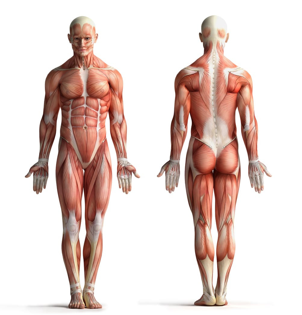 Detail Gambar Otot Manusia Dan Fungsinya Nomer 8