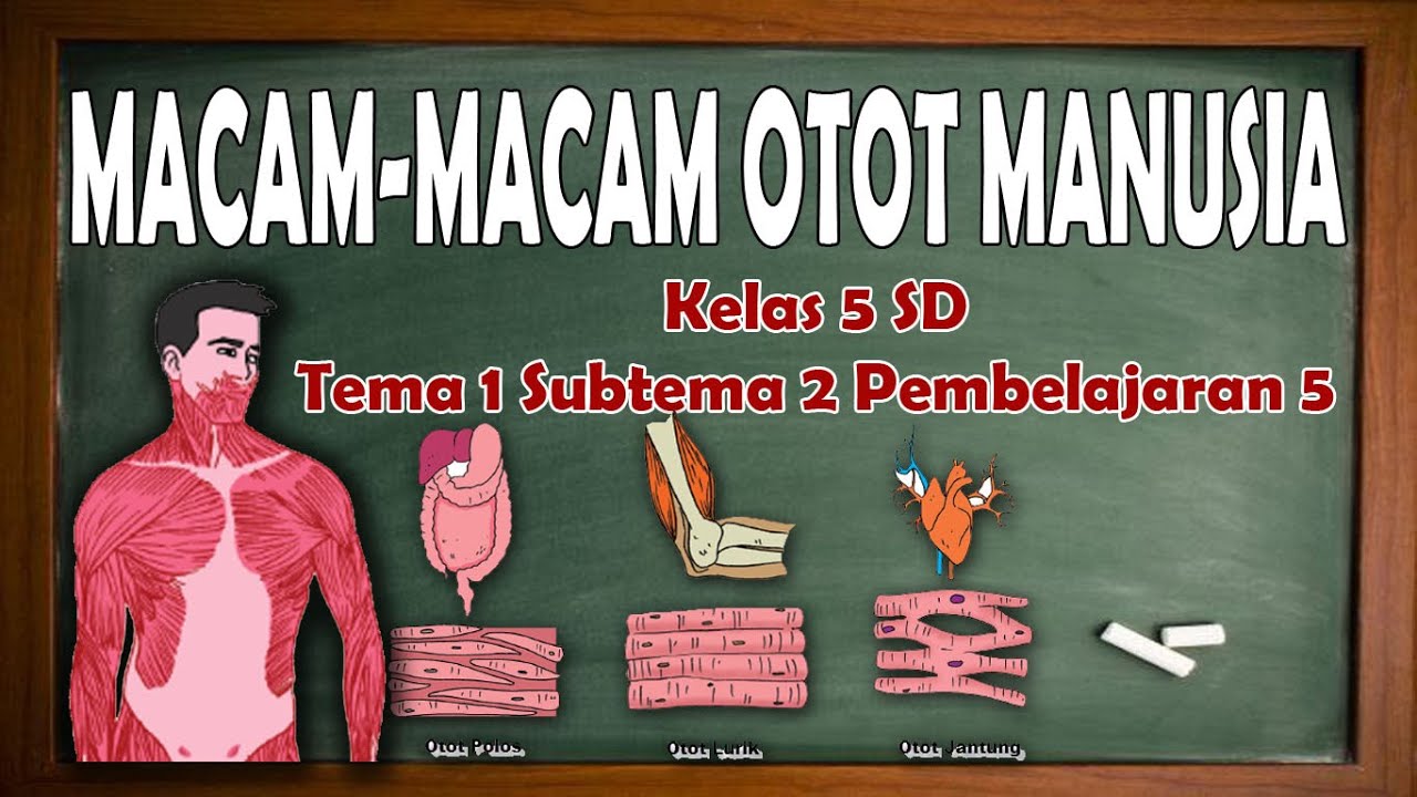 Detail Gambar Otot Manusia Kartun Nomer 12