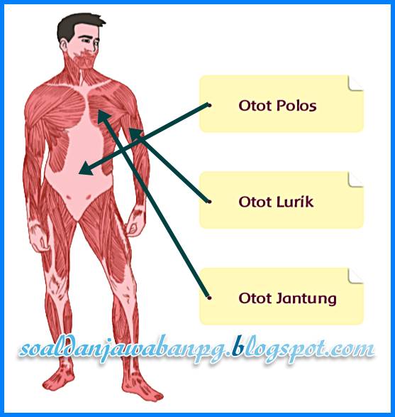 Detail Gambar Otot Manusia Kartun Nomer 33