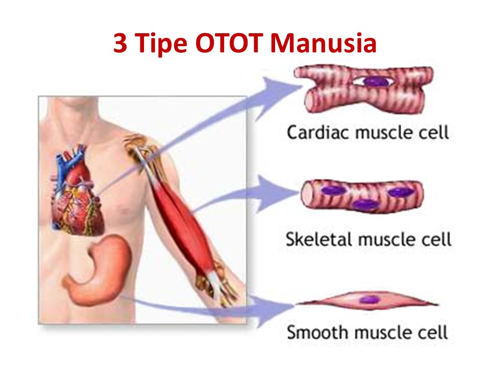 Detail Gambar Otot Manusia Kartun Nomer 36