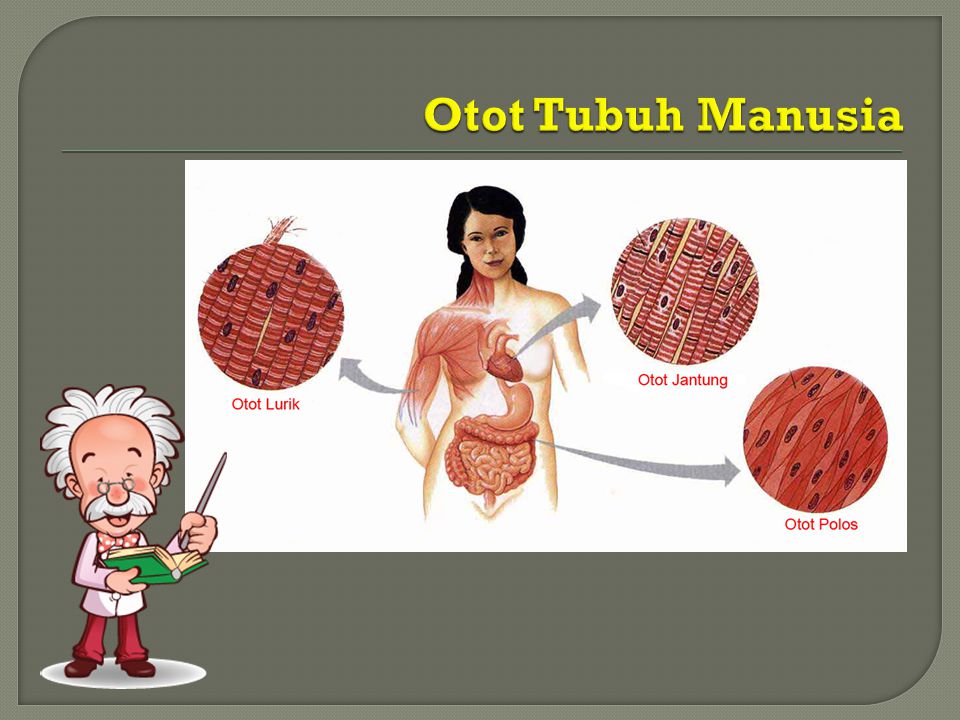 Detail Gambar Otot Manusia Kartun Nomer 42