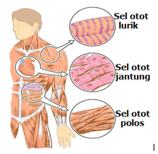 Detail Gambar Otot Manusia Kartun Nomer 7