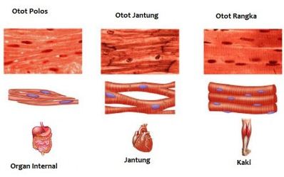 Detail Gambar Otot Otot Manusia Nomer 15