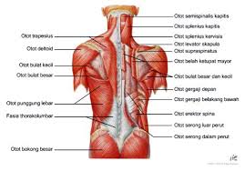 Detail Gambar Otot Otot Manusia Nomer 27