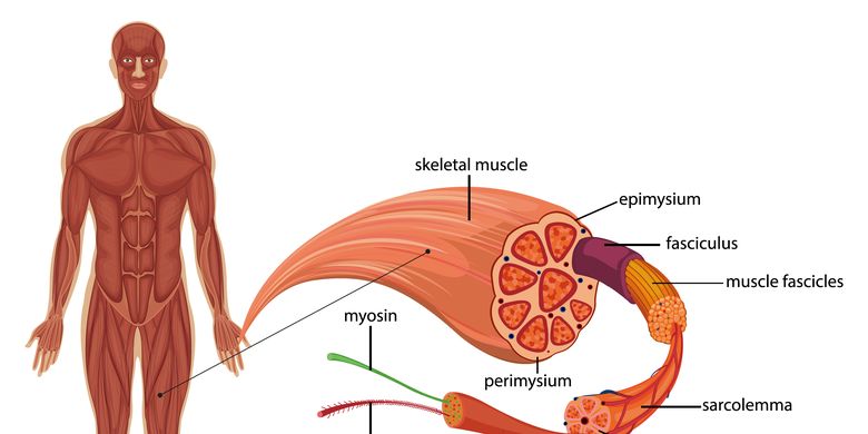 Detail Gambar Otot Otot Manusia Nomer 7