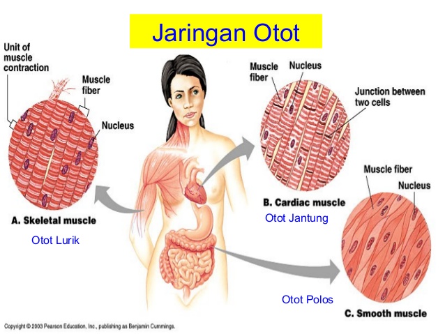 Detail Gambar Otot Polos Pada Manusia Nomer 36