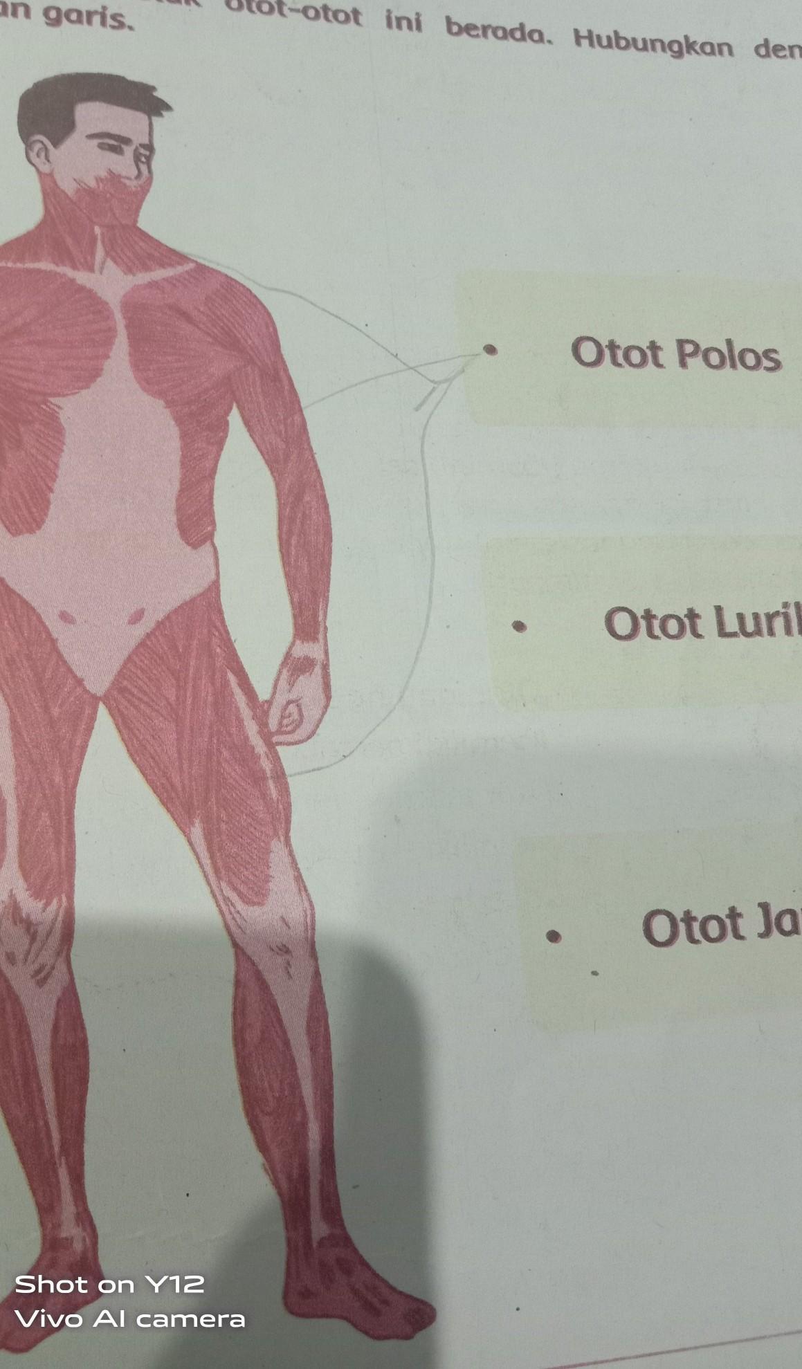 Detail Gambar Otot Polos Pada Manusia Nomer 37