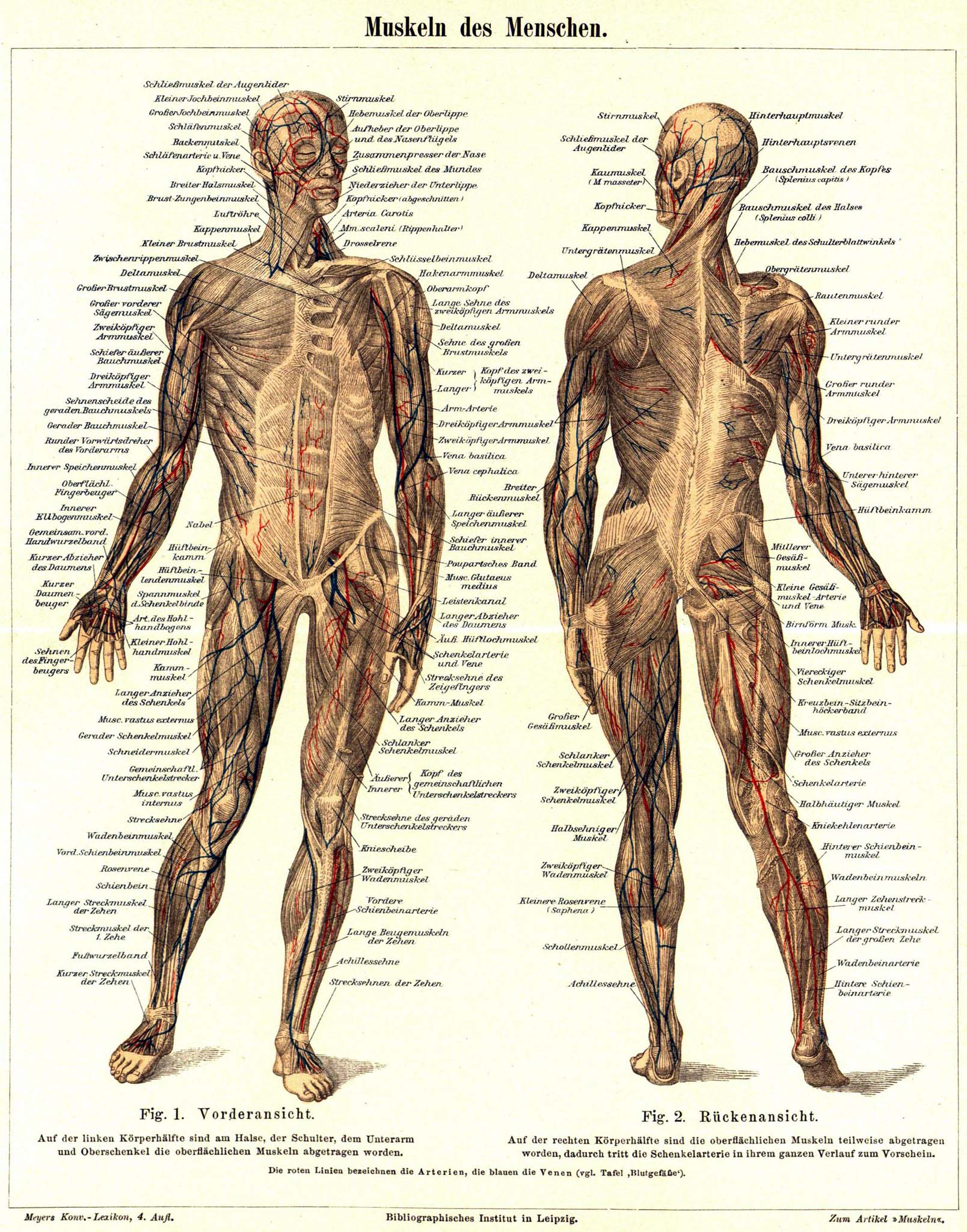 Detail Gambar Otot Polos Pada Manusia Nomer 39