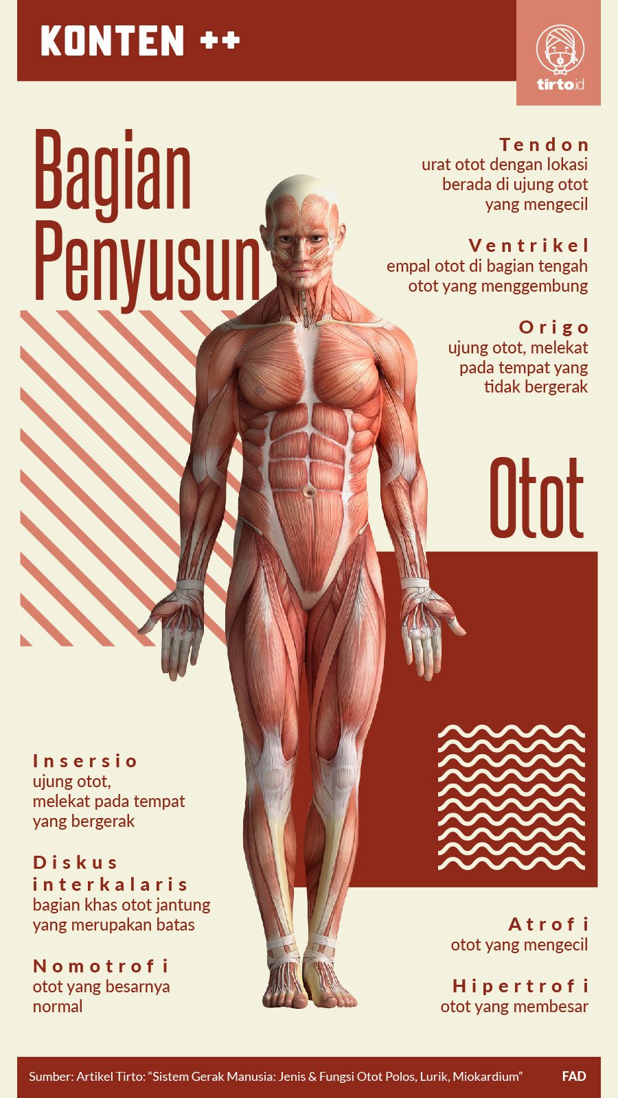 Detail Gambar Otot Tubuh Manusia Nomer 23