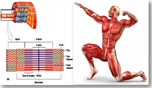 Detail Gambar Otot Tubuh Manusia Nomer 33
