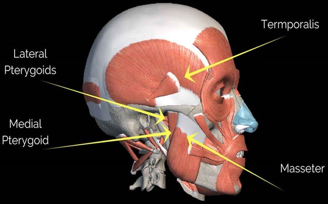 Detail Gambar Otot Tubuh Manusia Nomer 38