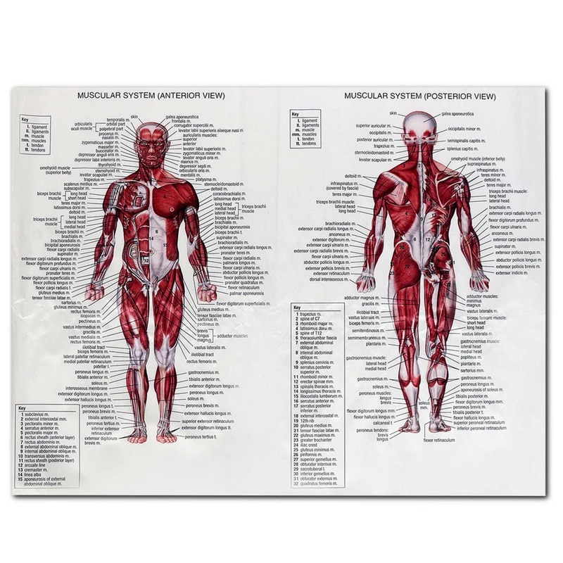Detail Gambar Otot Tubuh Manusia Nomer 7