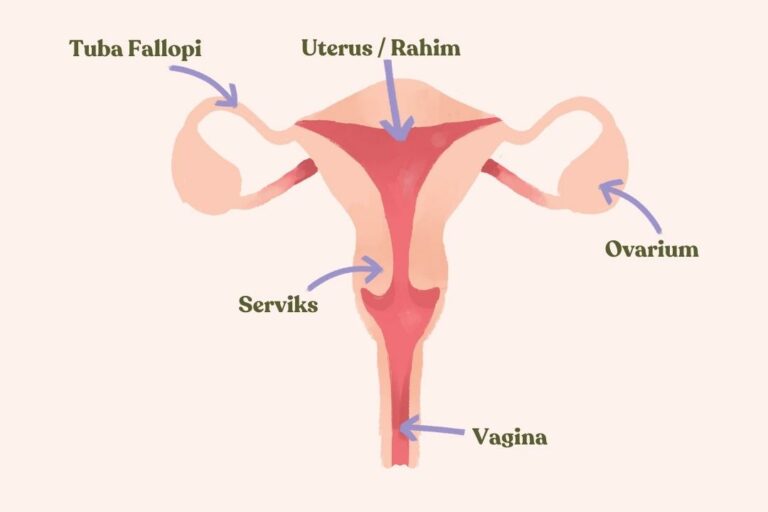 Detail Gambar Ovarium Dan Fungsinya Nomer 2