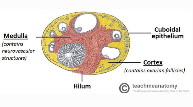 Detail Gambar Ovarium Dan Fungsinya Nomer 11