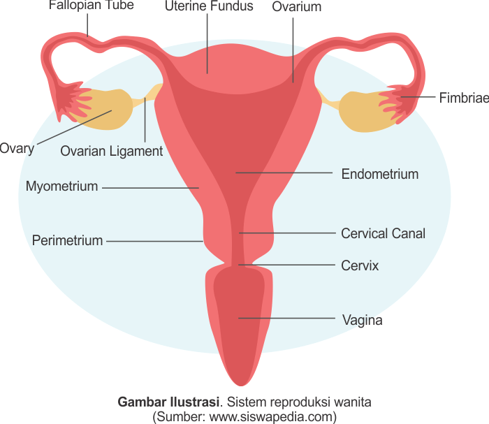 Detail Gambar Ovarium Dan Fungsinya Nomer 12