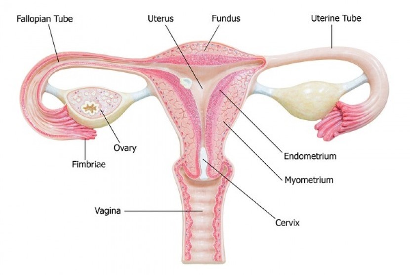 Detail Gambar Ovarium Dan Fungsinya Nomer 3