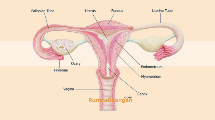 Detail Gambar Ovarium Dan Fungsinya Nomer 21