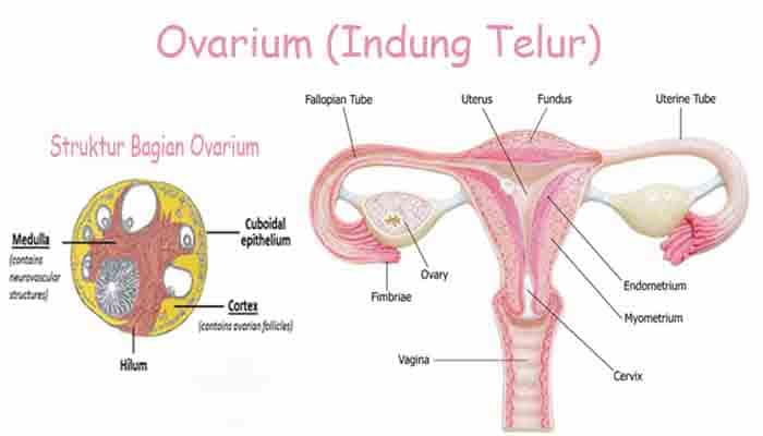 Detail Gambar Ovarium Dan Fungsinya Nomer 24