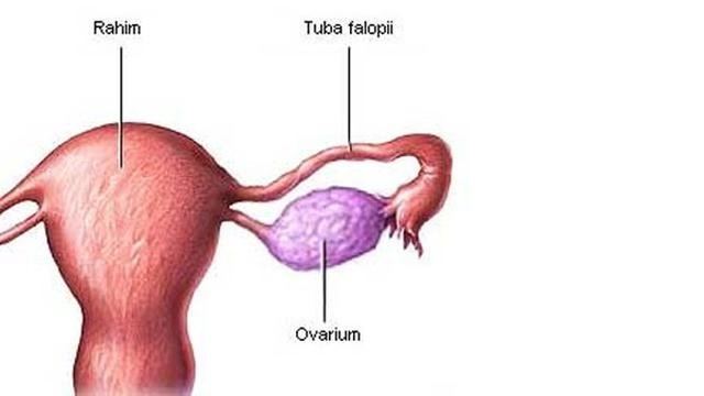 Detail Gambar Ovarium Dan Fungsinya Nomer 4