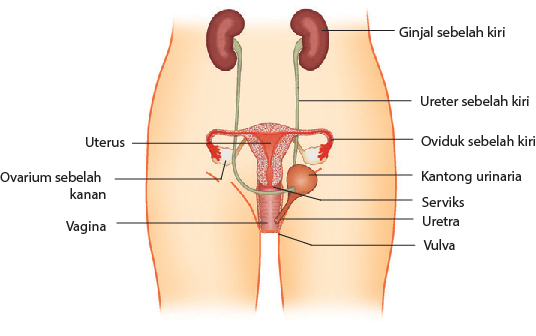 Detail Gambar Ovarium Dan Fungsinya Nomer 28