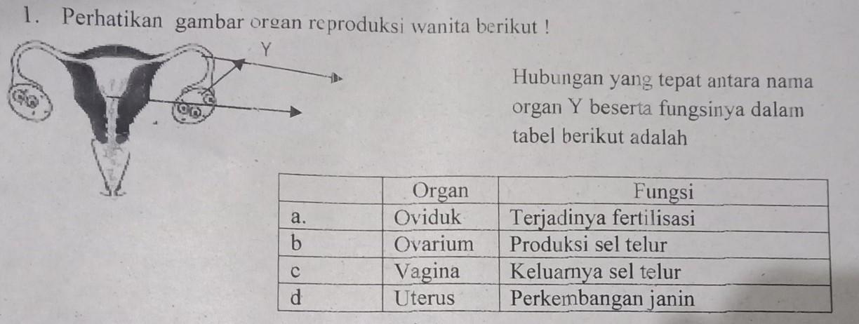 Detail Gambar Ovarium Dan Fungsinya Nomer 29