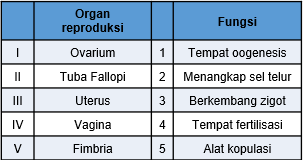 Detail Gambar Ovarium Dan Fungsinya Nomer 34