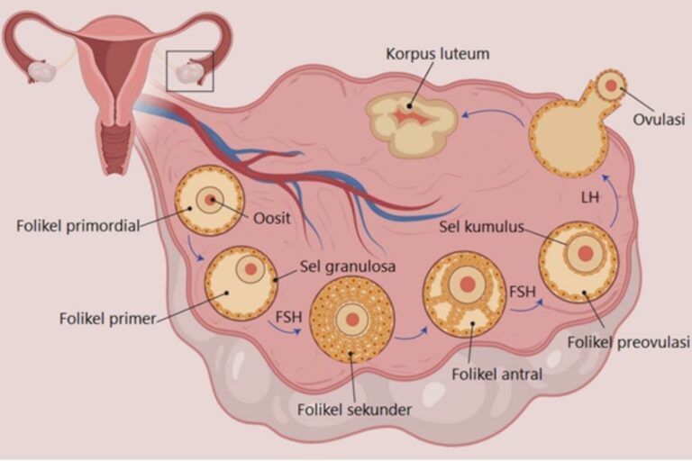 Detail Gambar Ovarium Dan Fungsinya Nomer 36