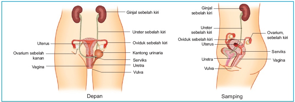 Detail Gambar Ovarium Dan Fungsinya Nomer 37