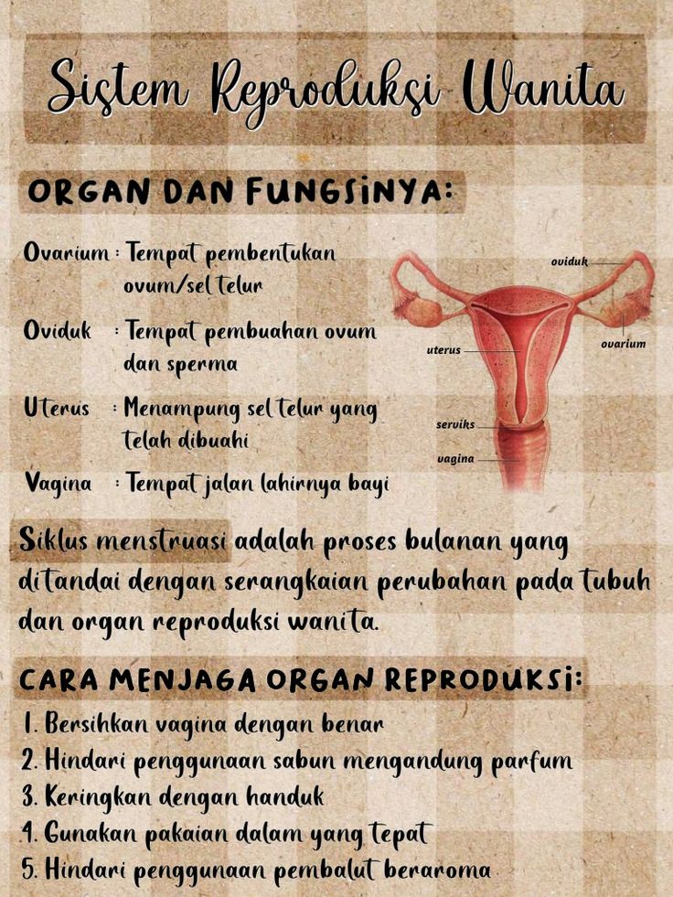 Detail Gambar Ovarium Dan Fungsinya Nomer 38