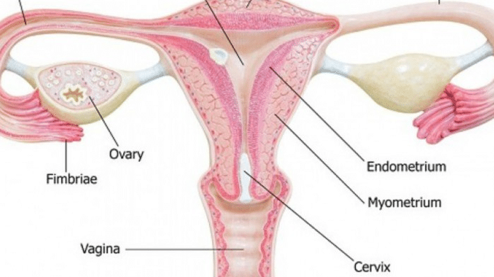 Detail Gambar Ovarium Dan Fungsinya Nomer 42