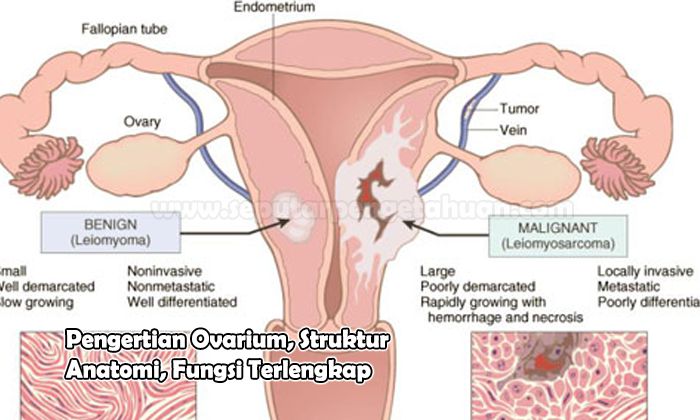 Detail Gambar Ovarium Dan Fungsinya Nomer 6