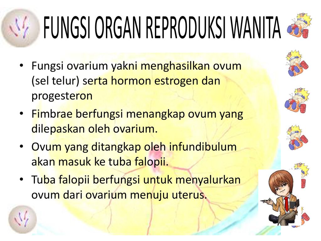 Detail Gambar Ovarium Dan Fungsinya Nomer 49