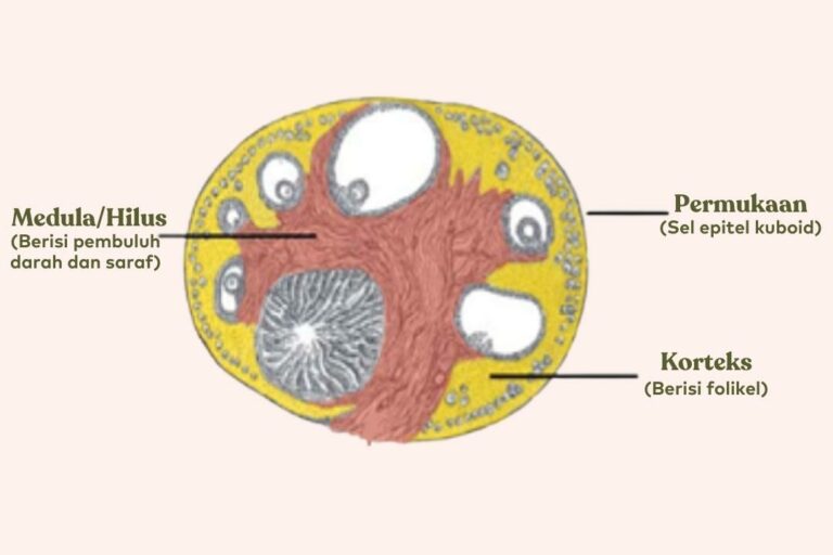 Detail Gambar Ovarium Dan Fungsinya Nomer 10