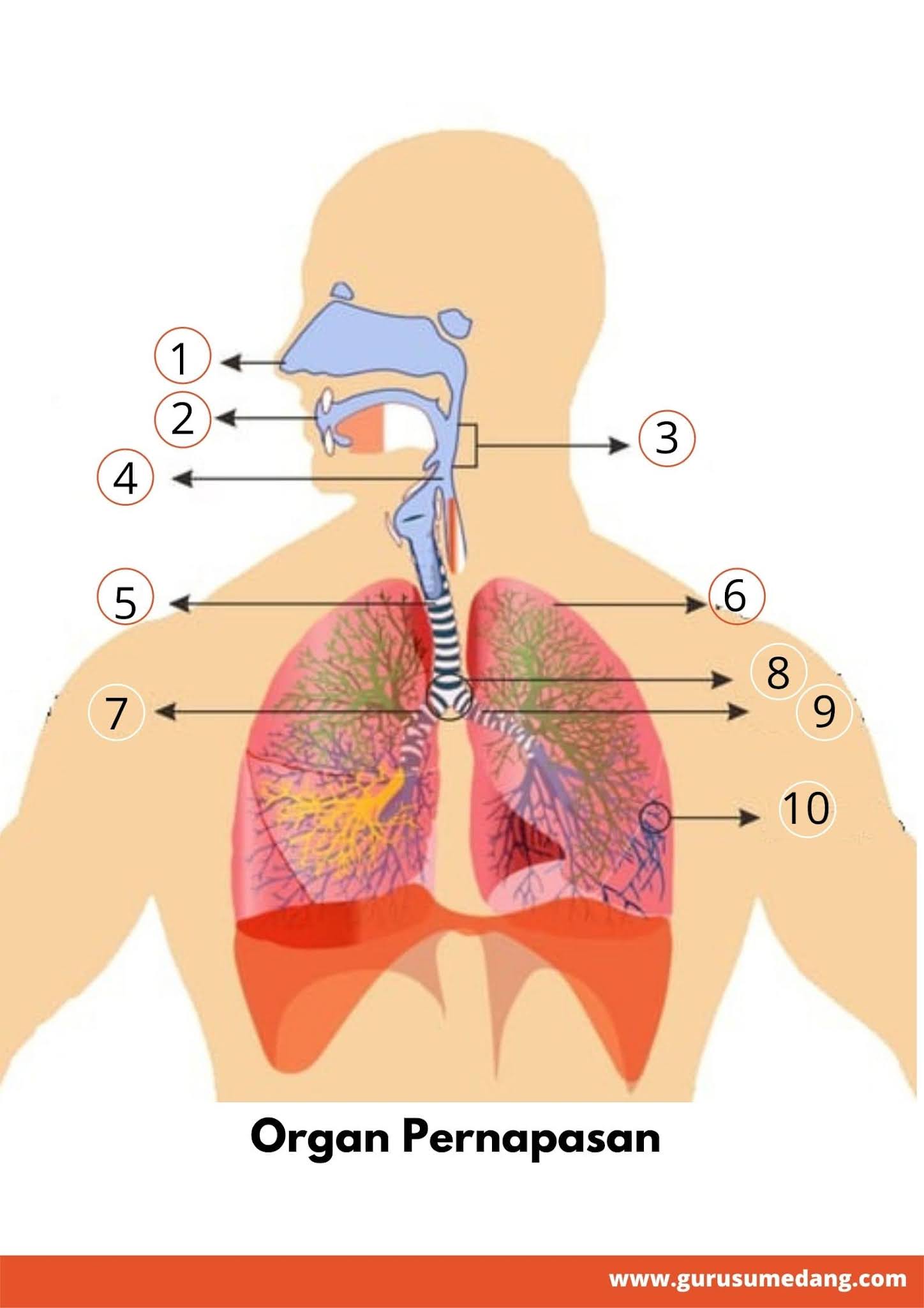 Detail Gambar Pada Soal Sistem Pernapasan Nomer 14