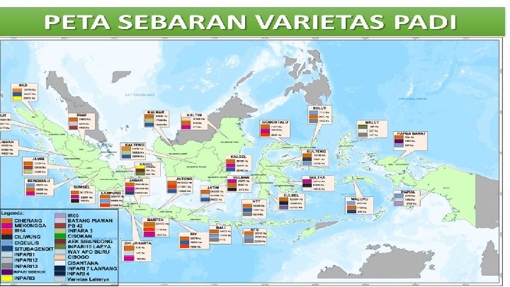 Detail Gambar Padi Dan Persebarannya Nomer 19