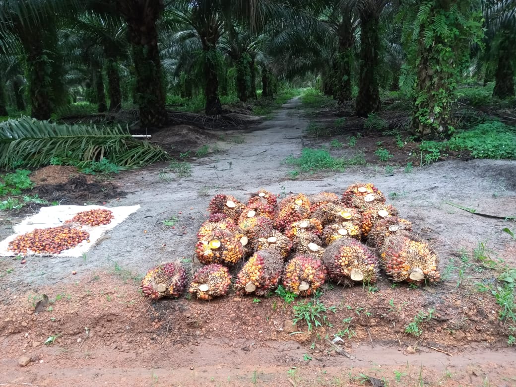 Detail Gambar Panen Kelapa Dengan Alat Nomer 38