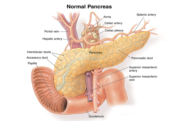 Gambar Pankreas Manusia - KibrisPDR